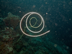 Velidhu - 2013_03_14 - IMG_0759r_Corail noir_Cirrhipathes sp_Aquarium_Plongee